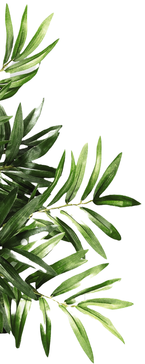 Relaxing Plant Image